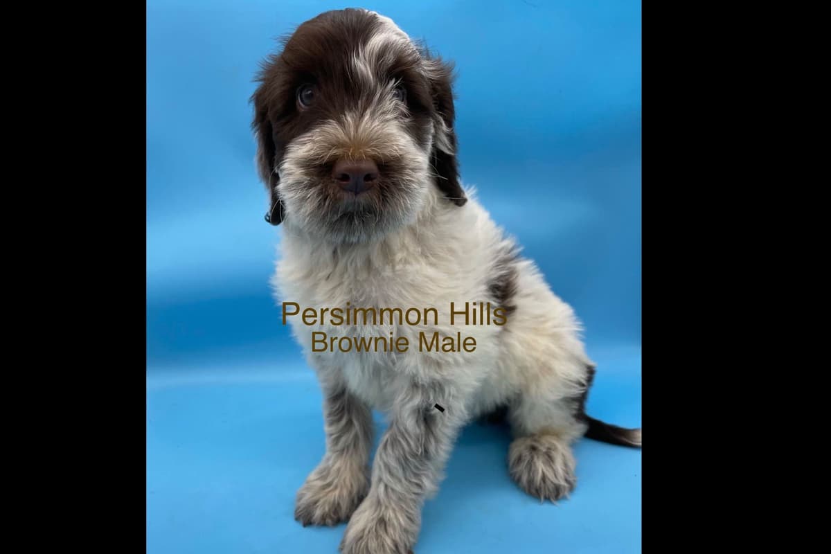 Great Pyrenees Puppies breeder image 5