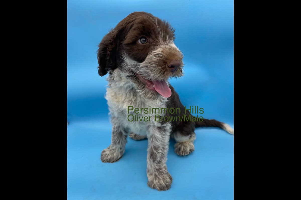 Great Pyrenees Puppies breeder image 6