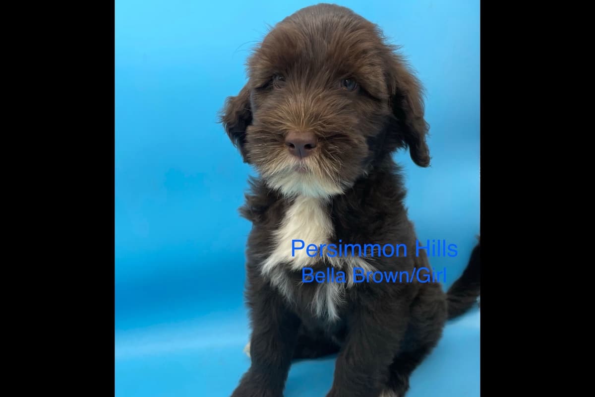 Great Pyrenees Puppies breeder image 8