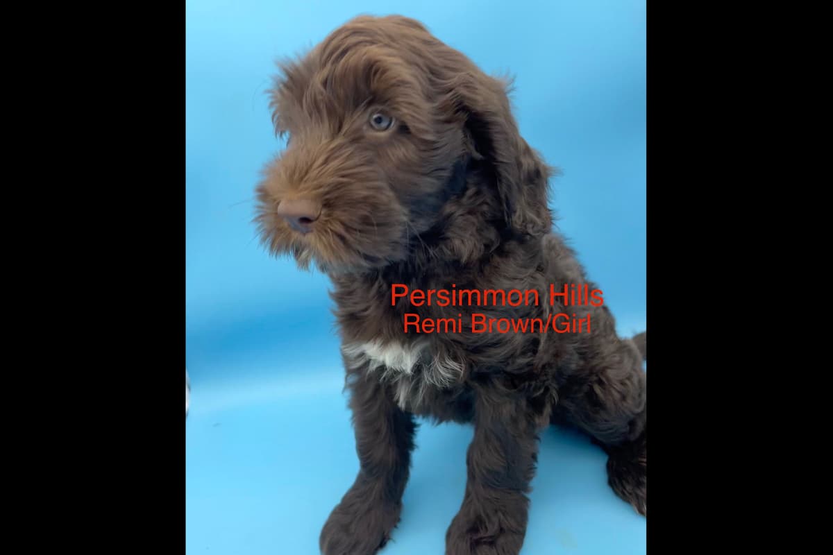 Great Pyrenees Puppies breeder image 9