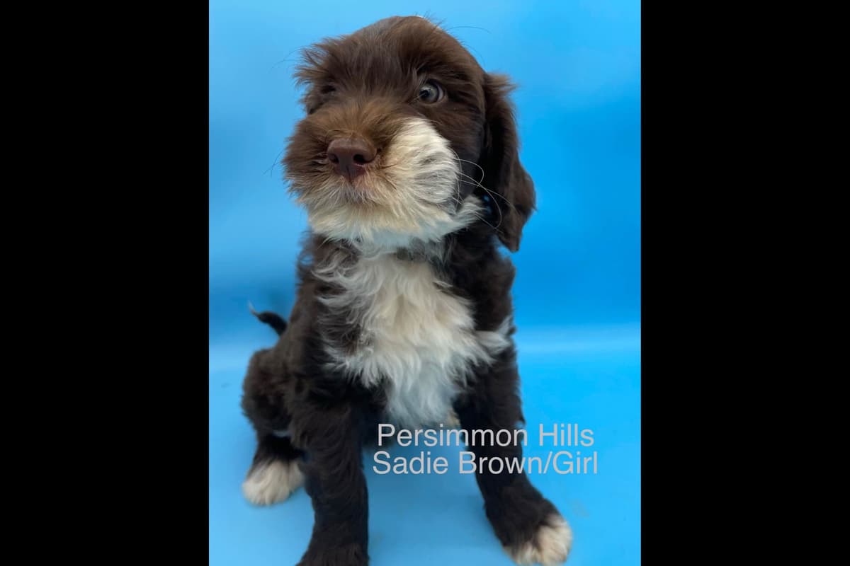 Great Pyrenees Puppies breeder image 10