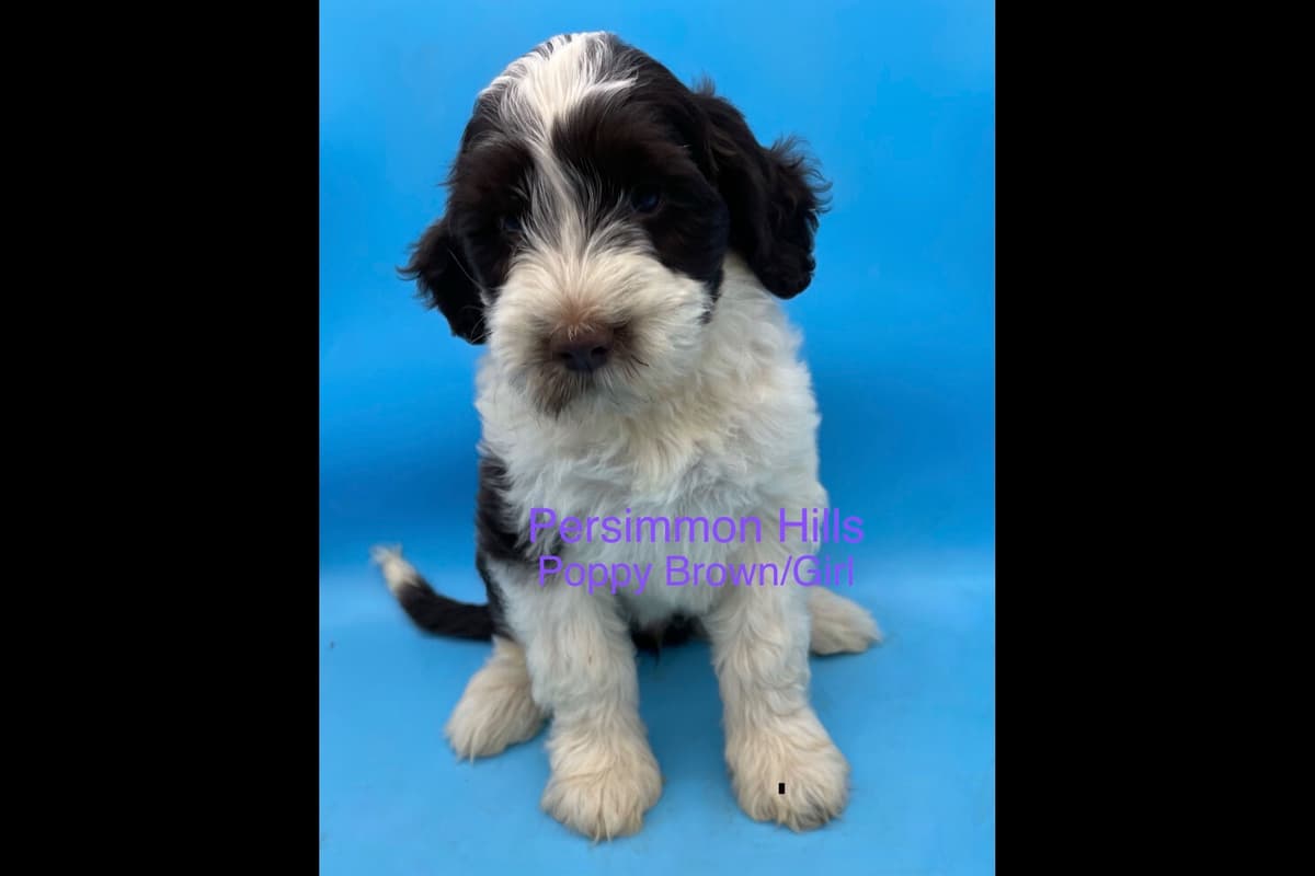Great Pyrenees Puppies breeder image 11