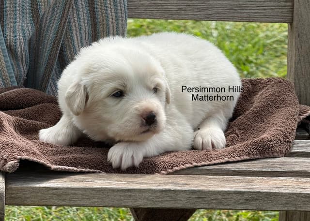Great Pyrenees Puppies media 2