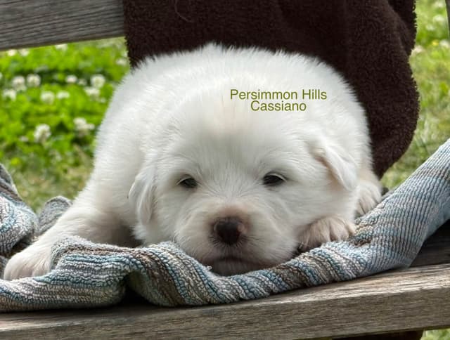 Great Pyrenees Puppies media 3