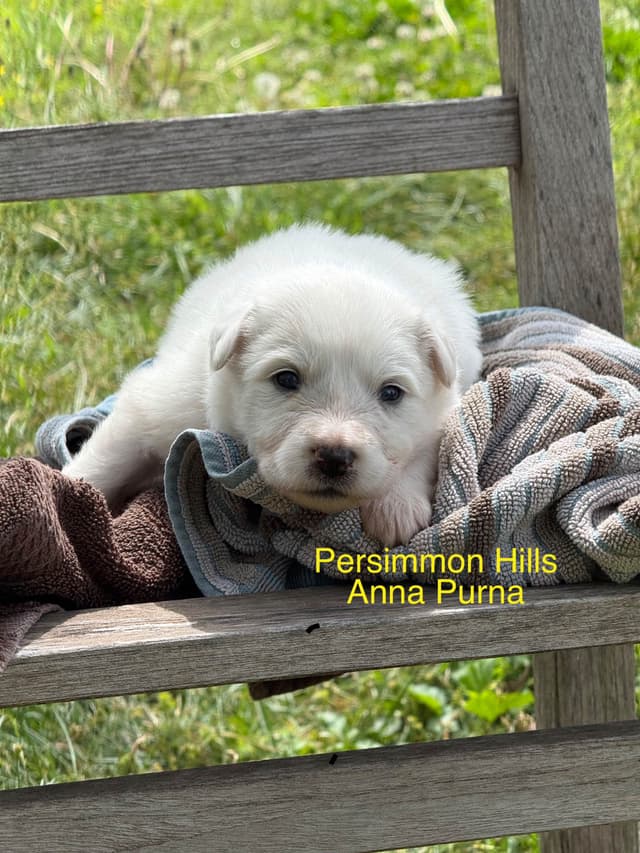 Great Pyrenees Puppies media 5