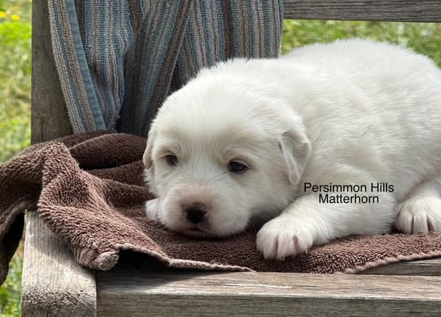 Great Pyrenees Puppies media 6