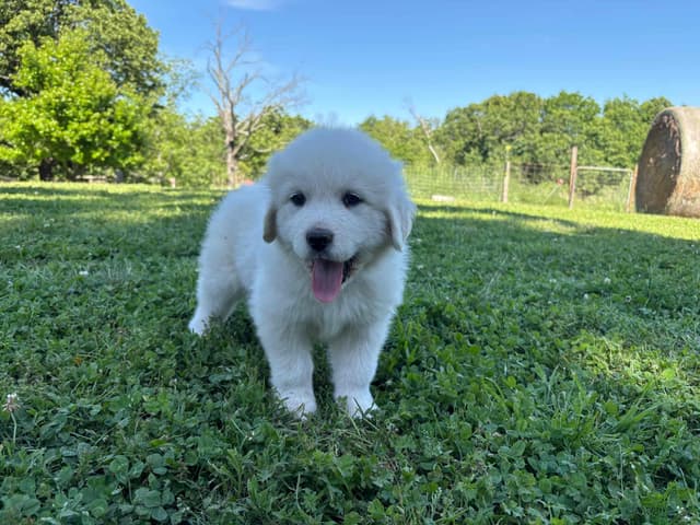 Great Pyrenees Puppies media 7