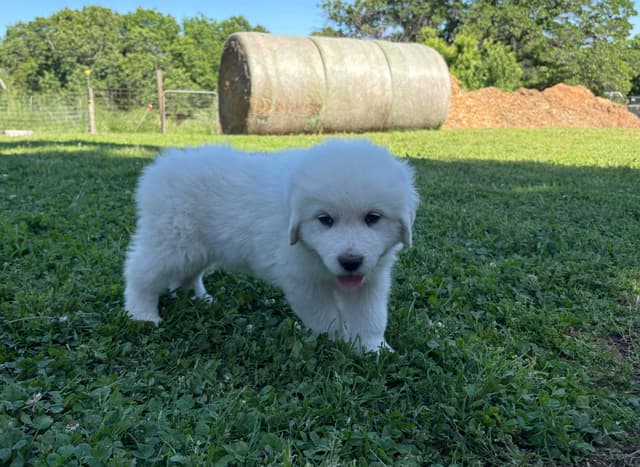 Great Pyrenees Puppies media 8