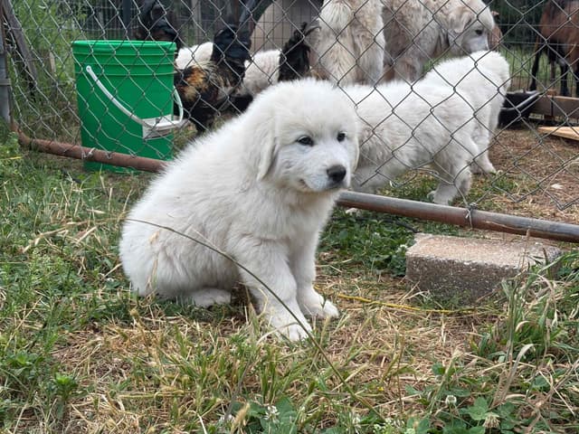 Great Pyrenees Puppies media 9