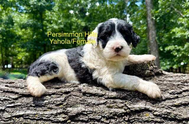 Portuguese Water Dog Puppies media 2