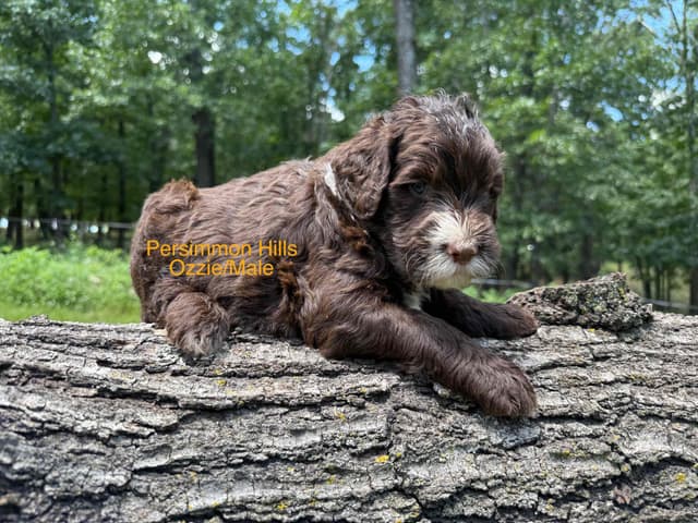 Portuguese Water Dog Puppies media 3