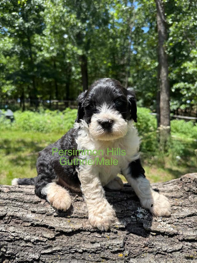 Portuguese Water Dog Puppies media 4