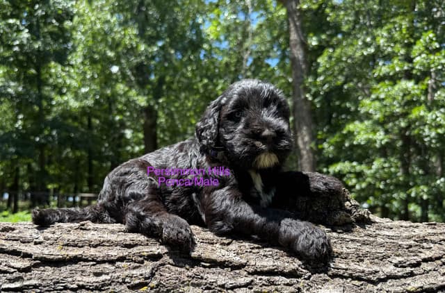 Portuguese Water Dog Puppies media 5