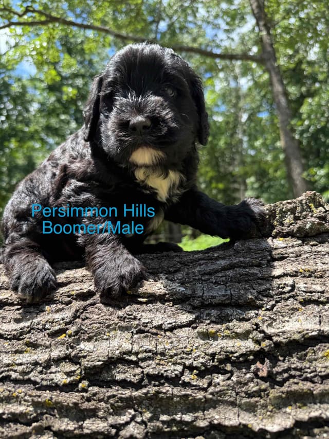 Portuguese Water Dog Puppies media 6