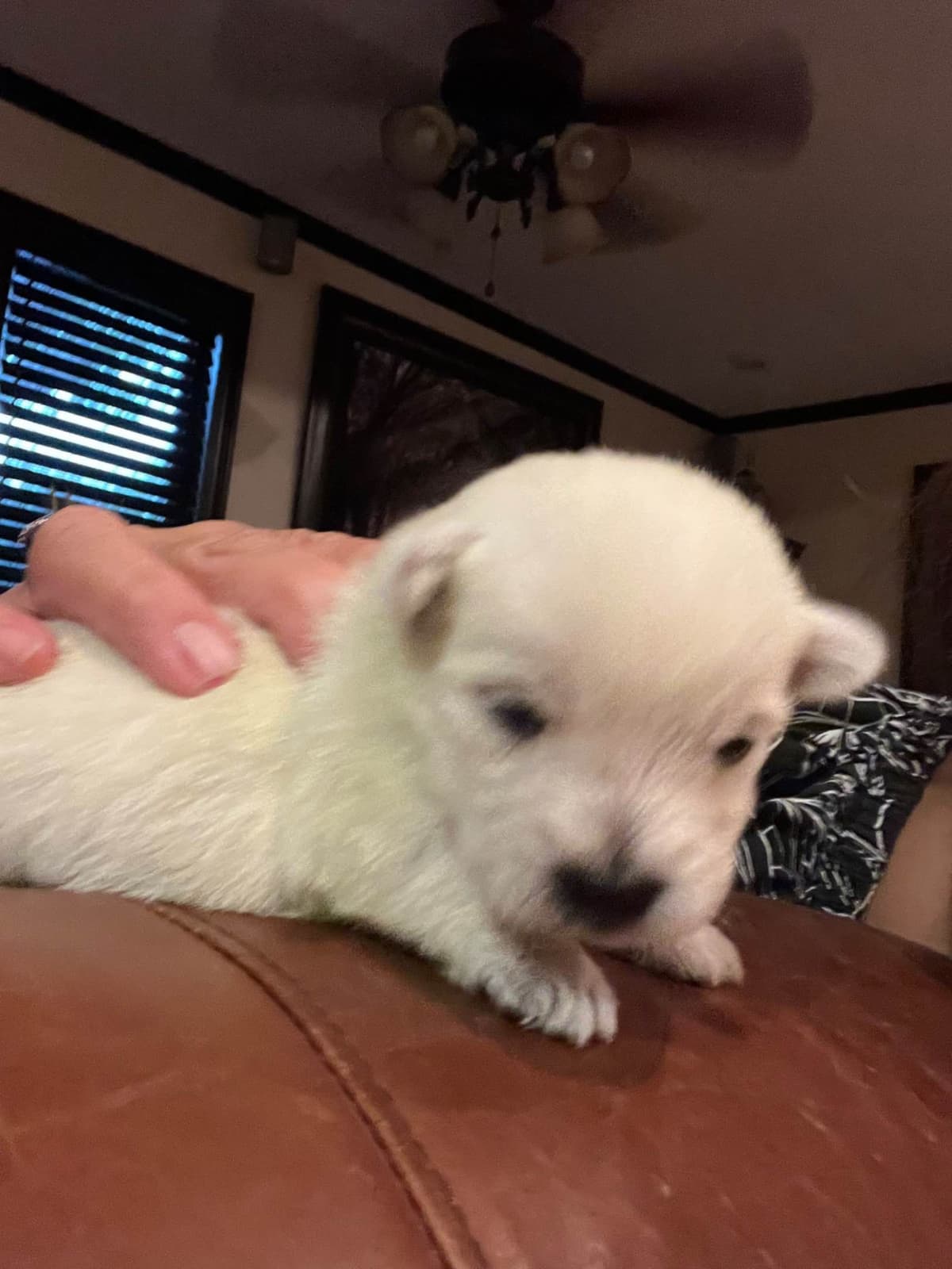West Highland White Terrier Puppies breeder image 1