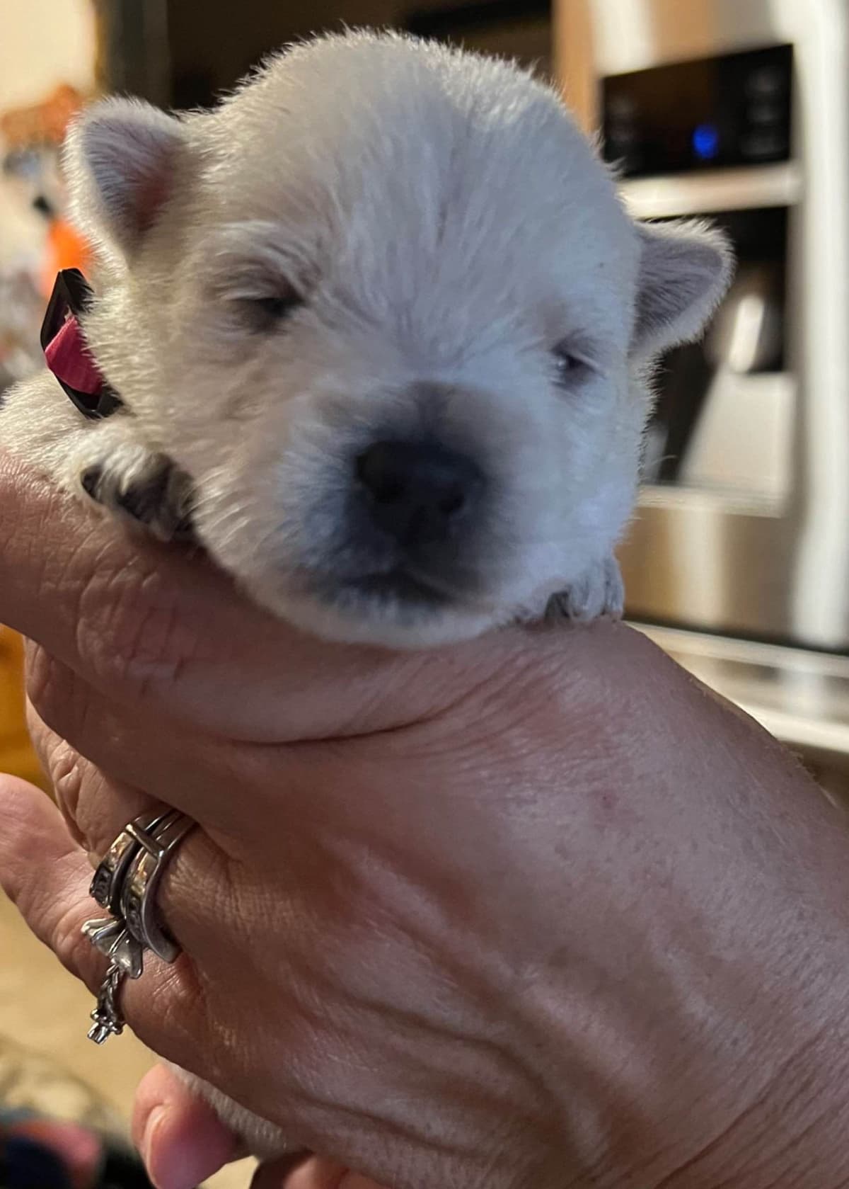 West Highland White Terrier Puppies breeder image 2