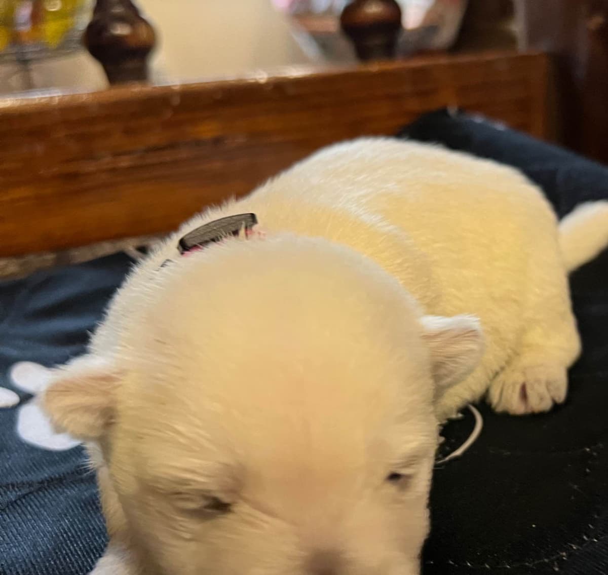 West Highland White Terrier Puppies breeder image 3