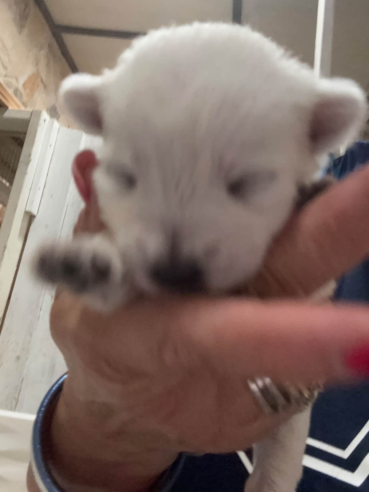West Highland White Terrier Puppies breeder image 4