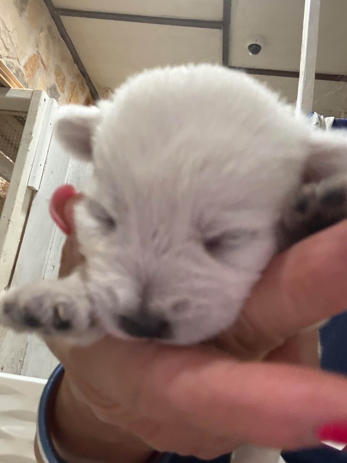 West Highland White Terrier Puppies breeder image 5