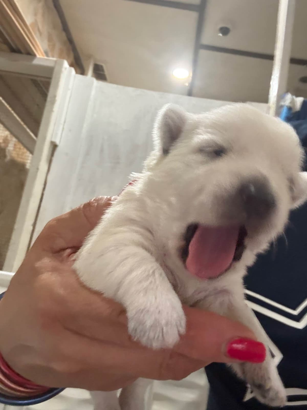 West Highland White Terrier Puppies breeder image 6