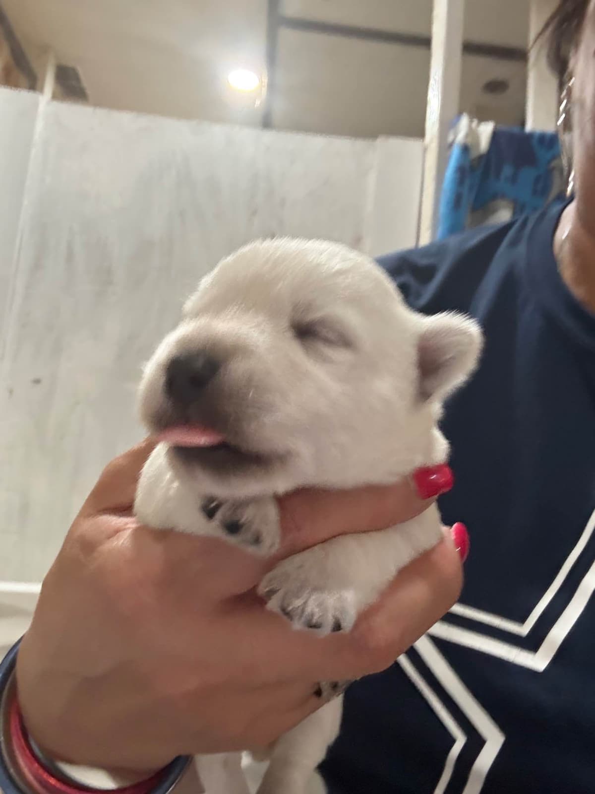 West Highland White Terrier Puppies breeder image 7