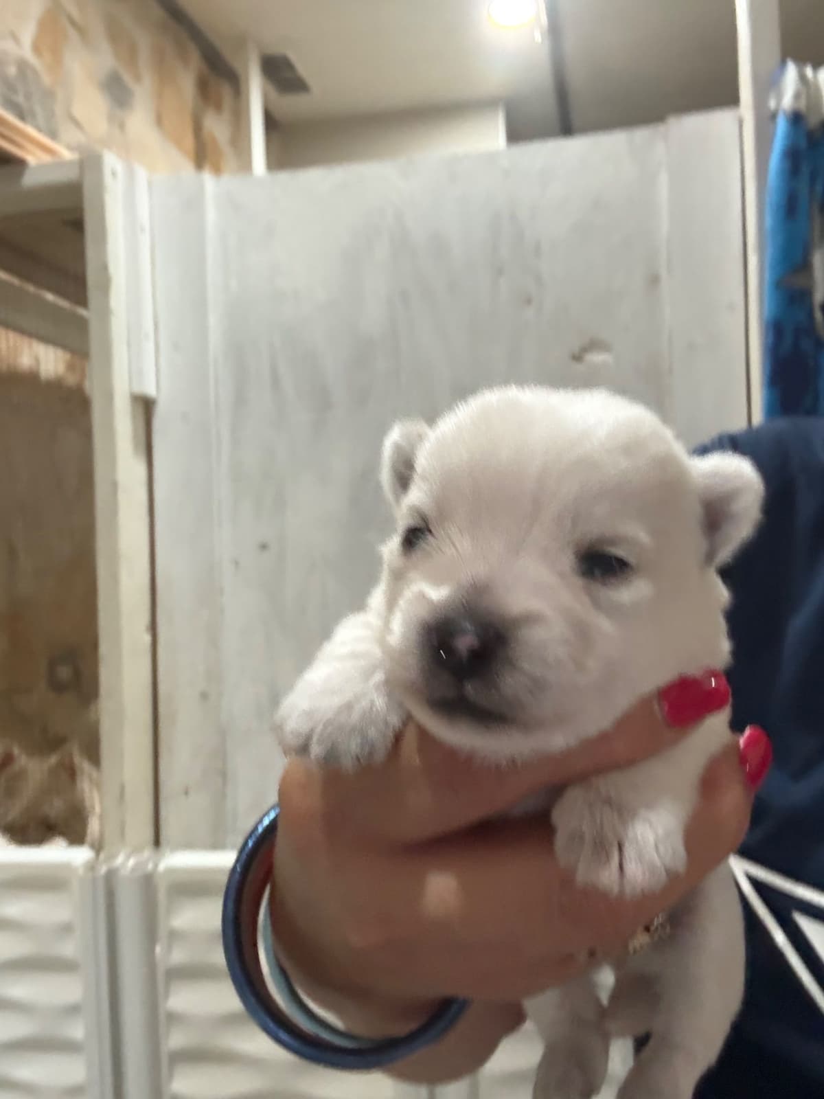 West Highland White Terrier Puppies breeder image 8