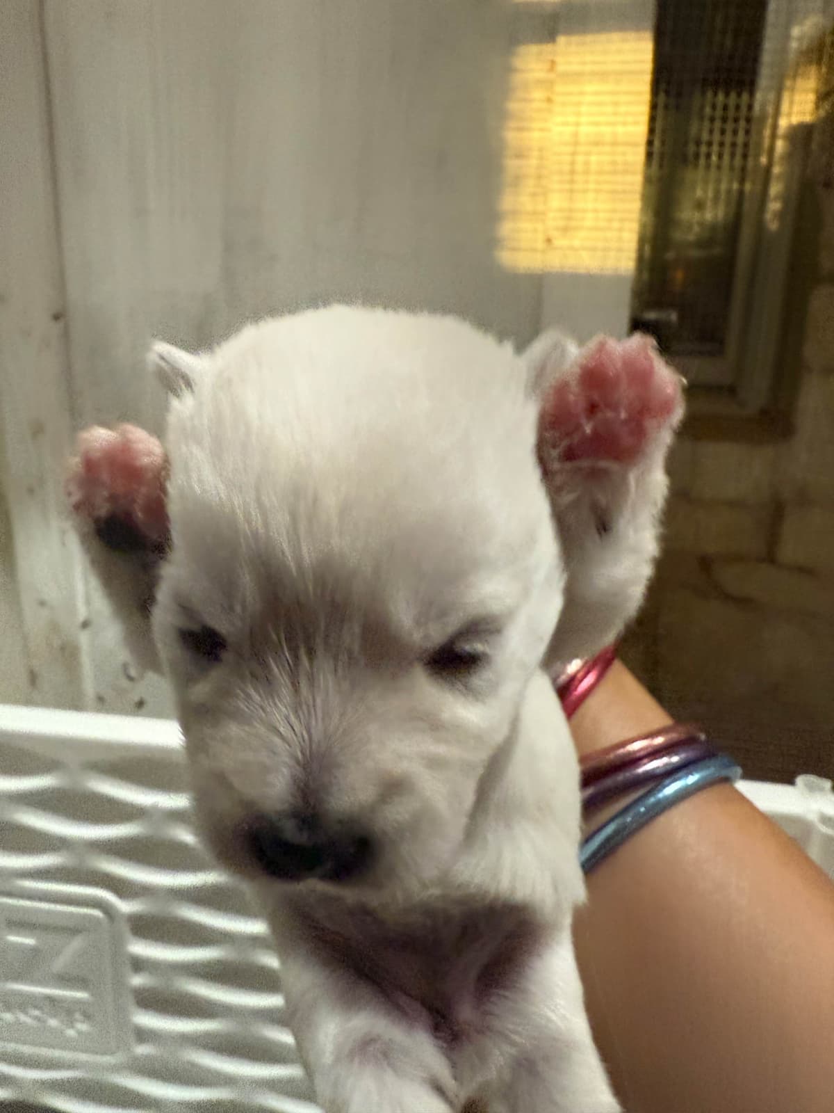 West Highland White Terrier Puppies breeder image 9