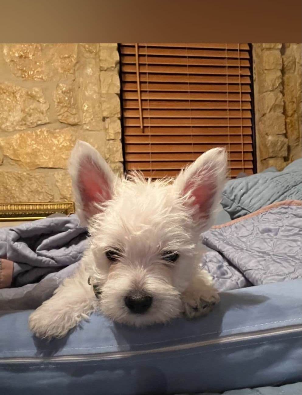 West Highland White Terrier Puppies breeder image 11