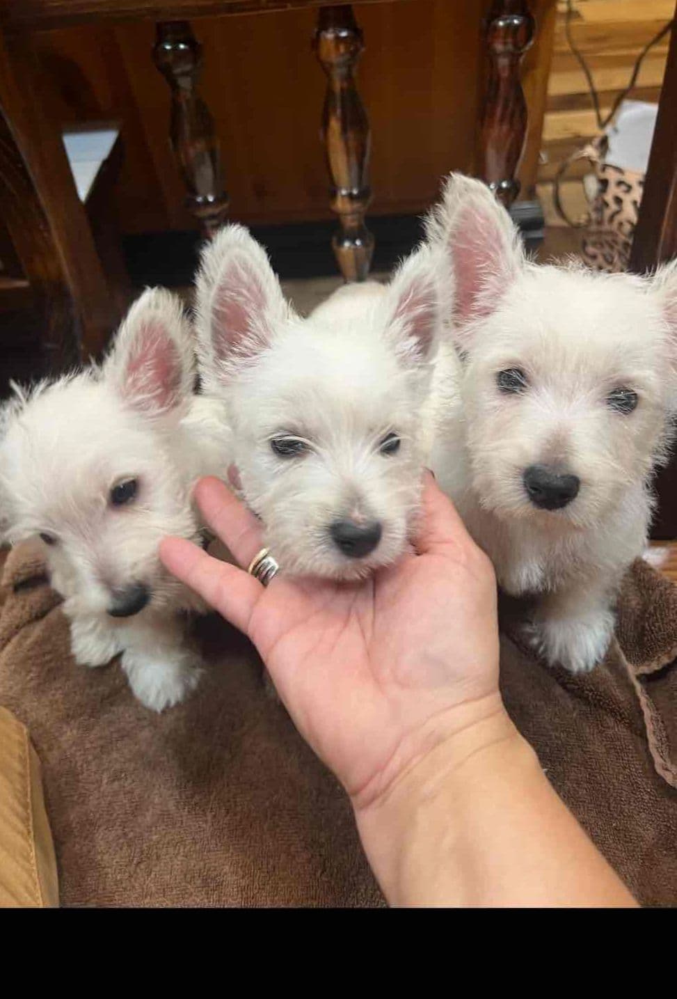 West Highland White Terrier Puppies breeder image 10