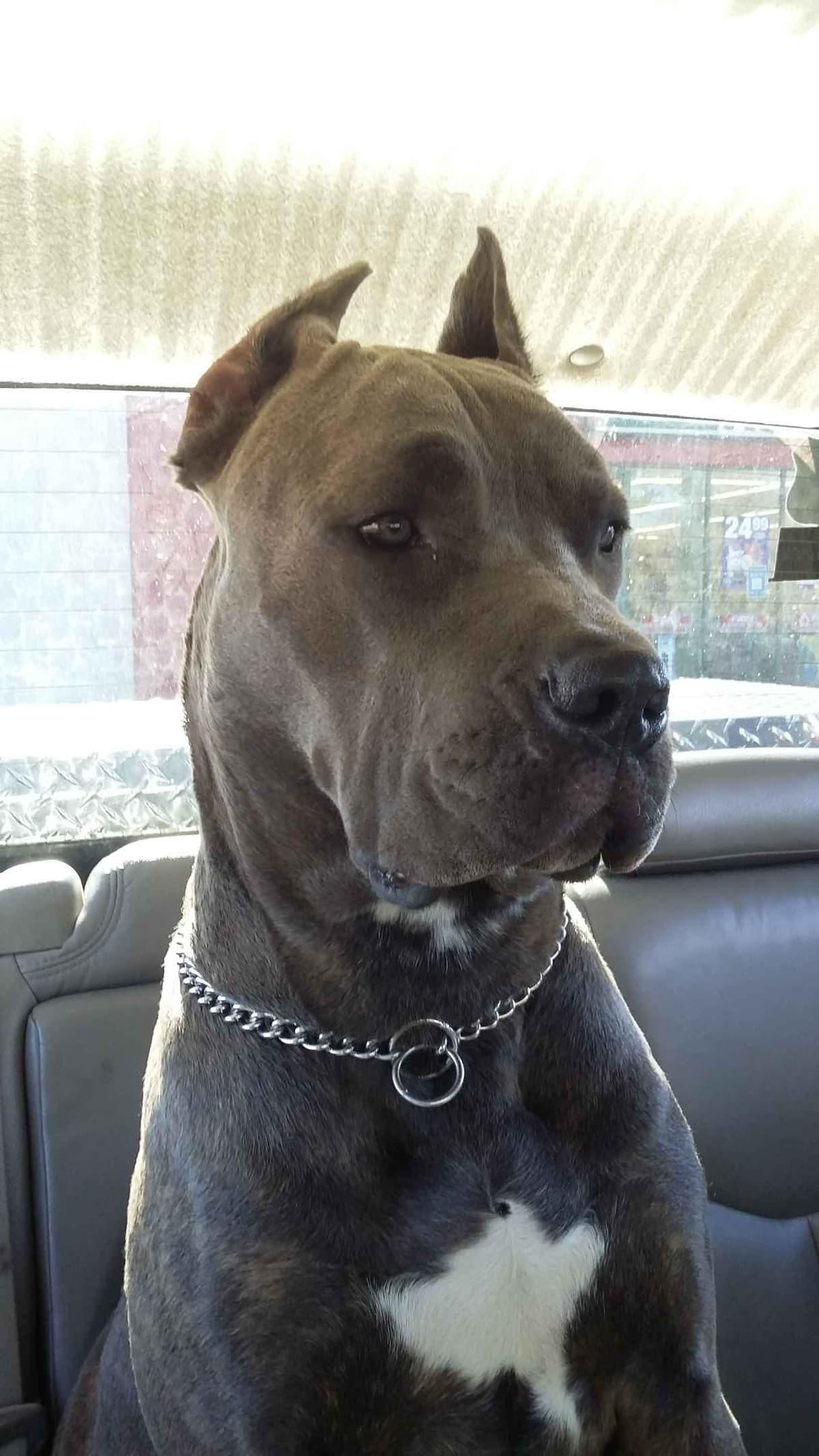 Cane Corso Puppies breeder image 3