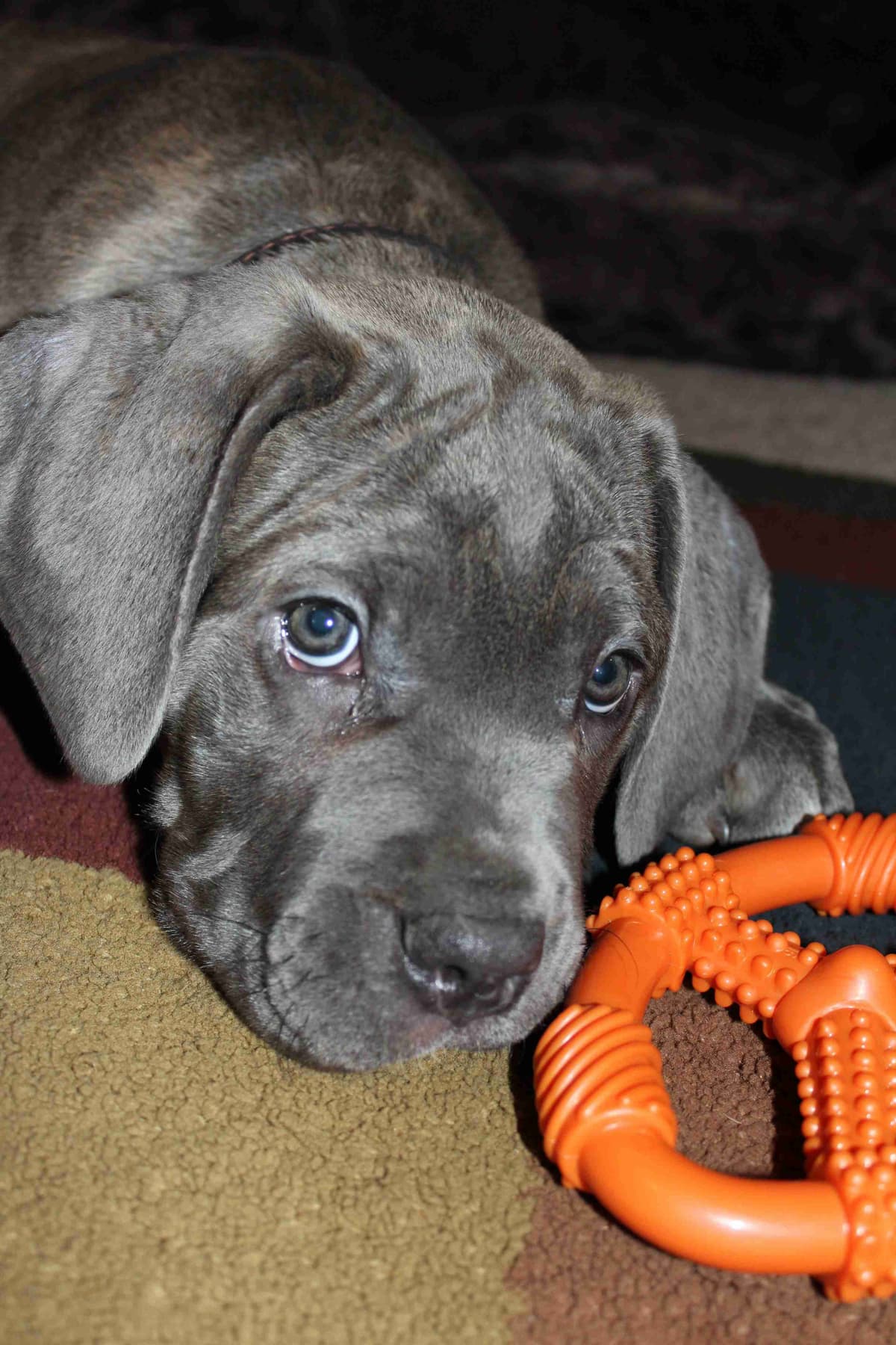 Cane Corso Puppies breeder image 4