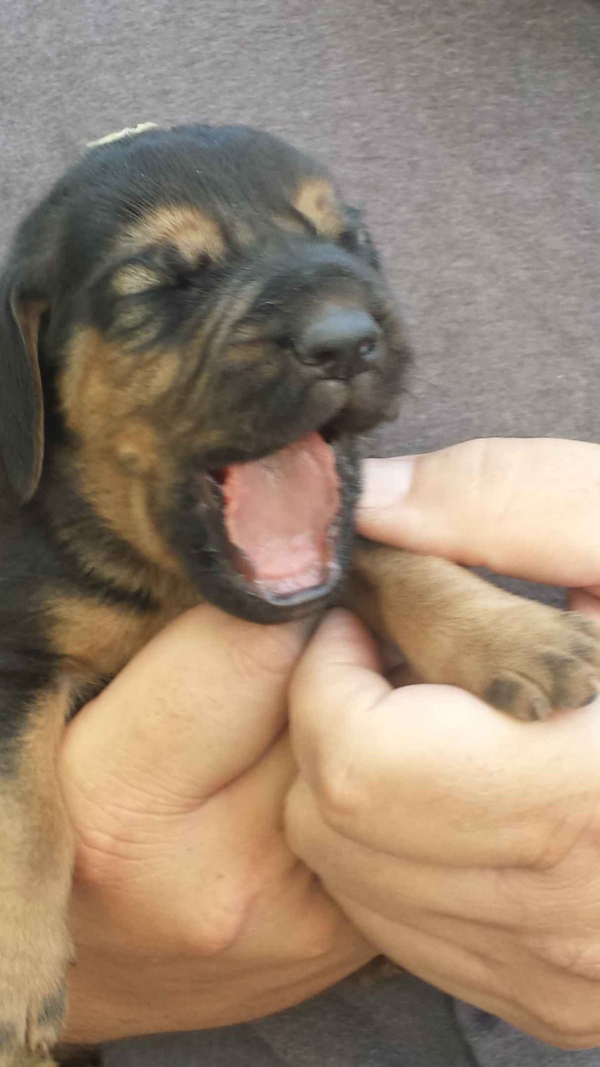 Cane Corso Puppies breeder image 5