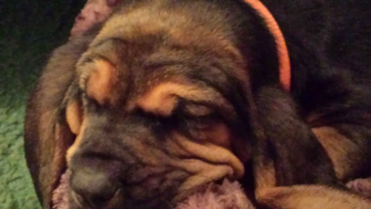 Cane Corso Puppies breeder image 6
