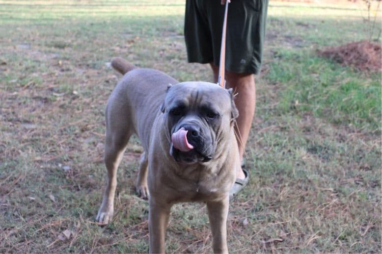 Cane Corso Puppies breeder image 10