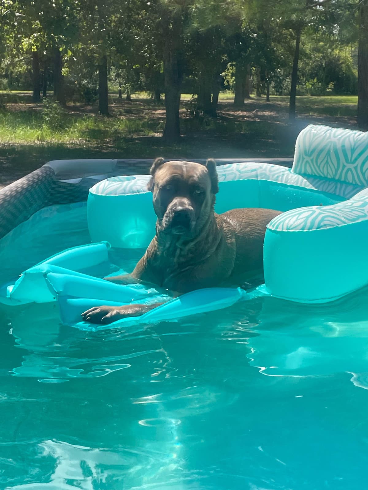 Cane Corso Puppies breeder image 11
