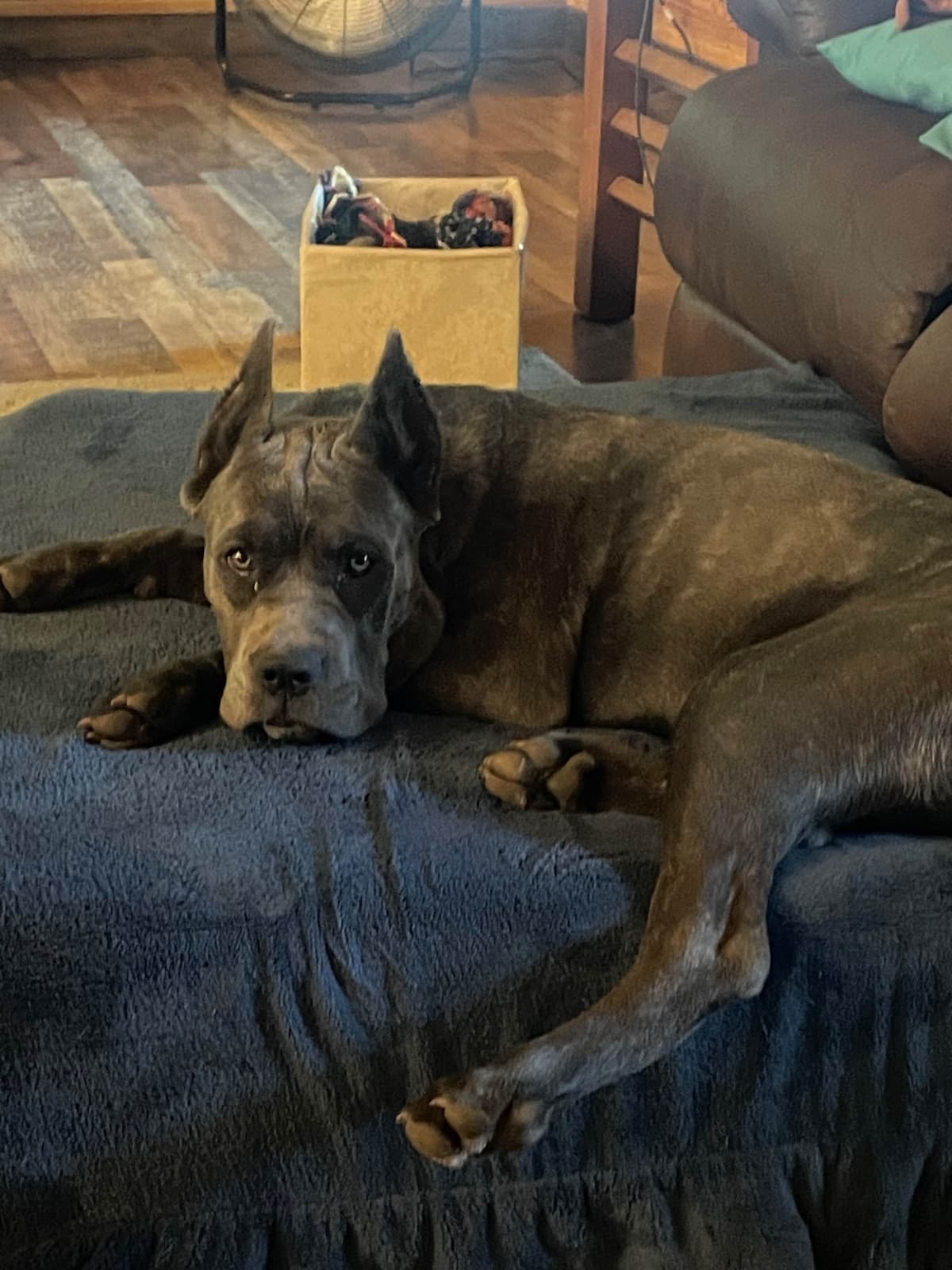 Cane Corso Puppies breeder image 12