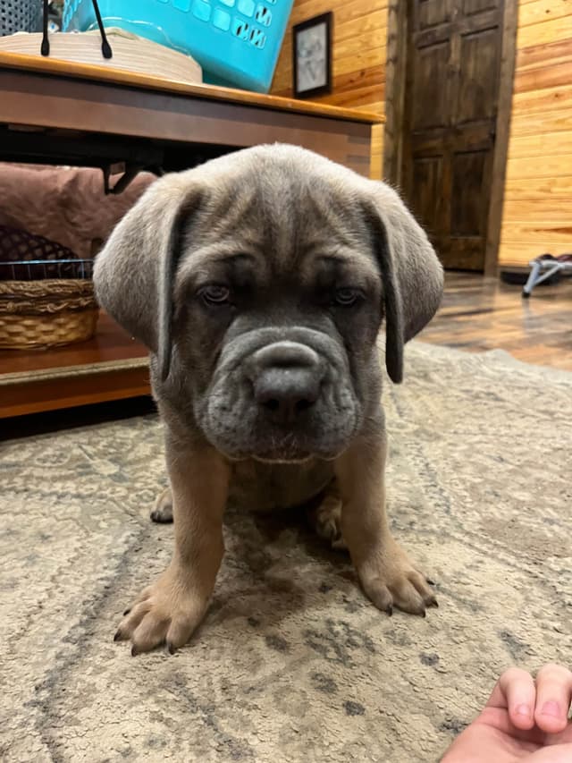 Cane Corso Puppies media 2