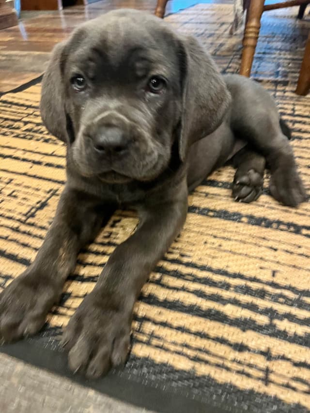 Cane Corso Puppies media 3
