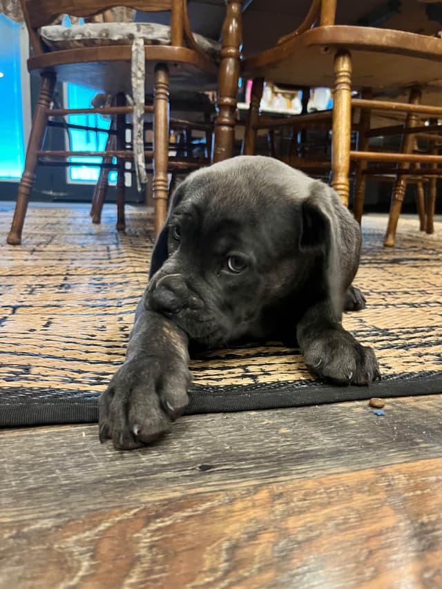 Cane Corso Puppies media 4