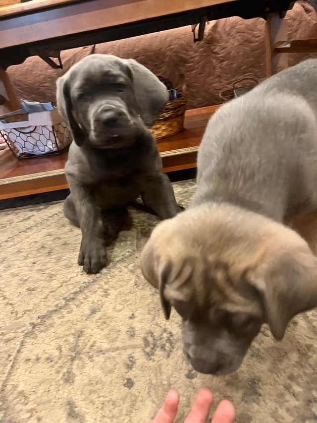 Cane Corso Puppies media 6