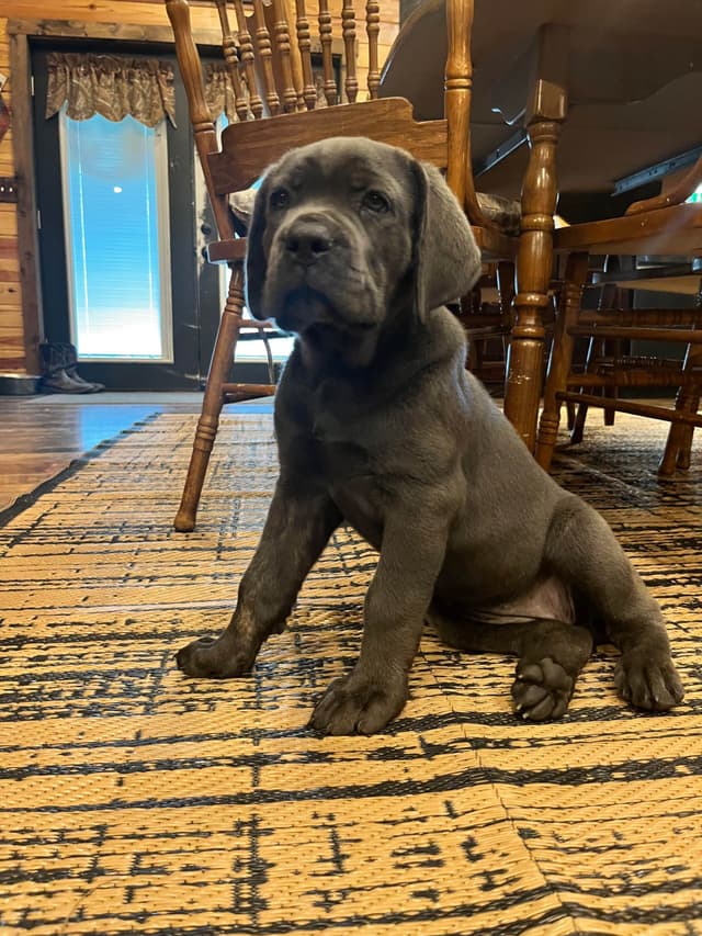 Cane Corso Puppies media 8