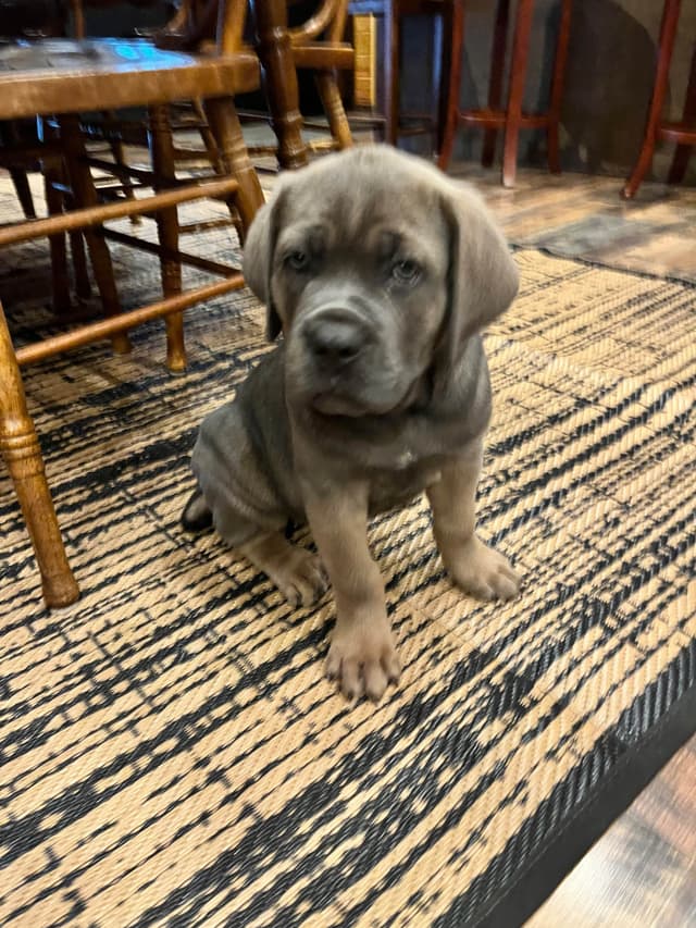 Cane Corso Puppies media 7