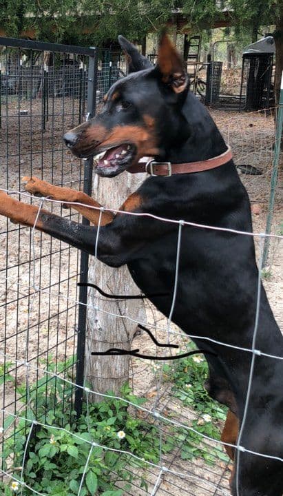 MY BLUESTARS EUROPEAN PUPPIES media 4