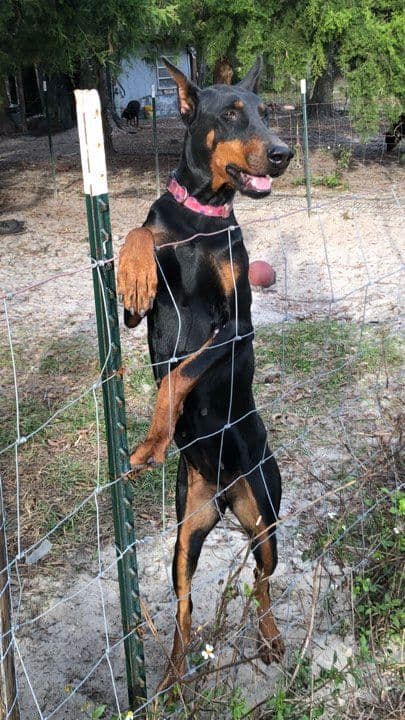 MY BLUESTARS EUROPEAN PUPPIES media 3