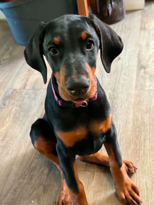 MY BLUESTARS EUROPEAN PUPPIES media 2