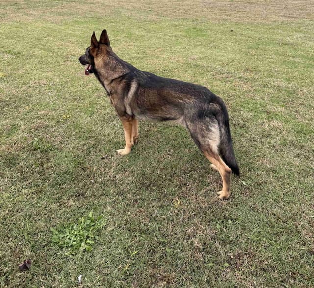 AKC German Shepherd Puppies media 4