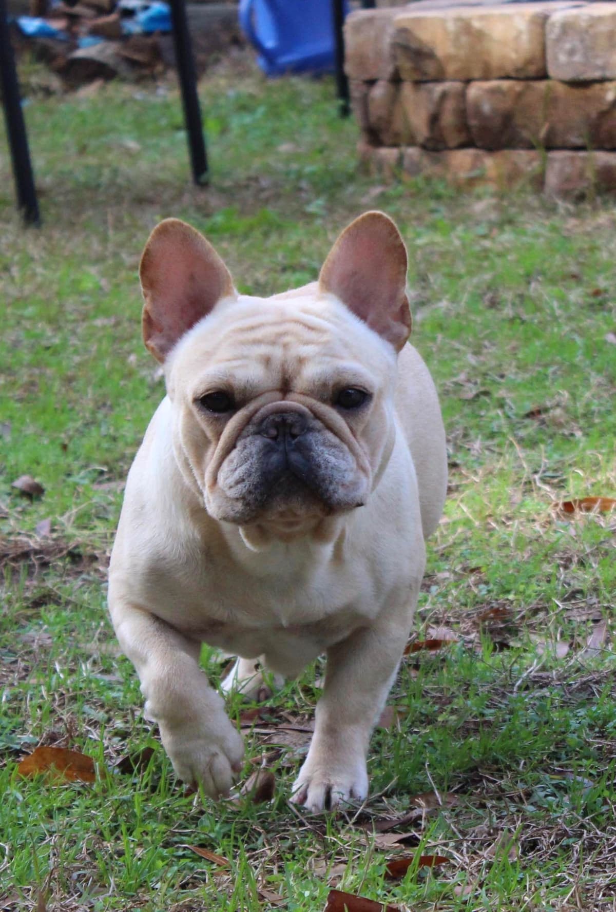 Champion-Bred French Bulldogs – Health Tested & Home Raised breeder image 8