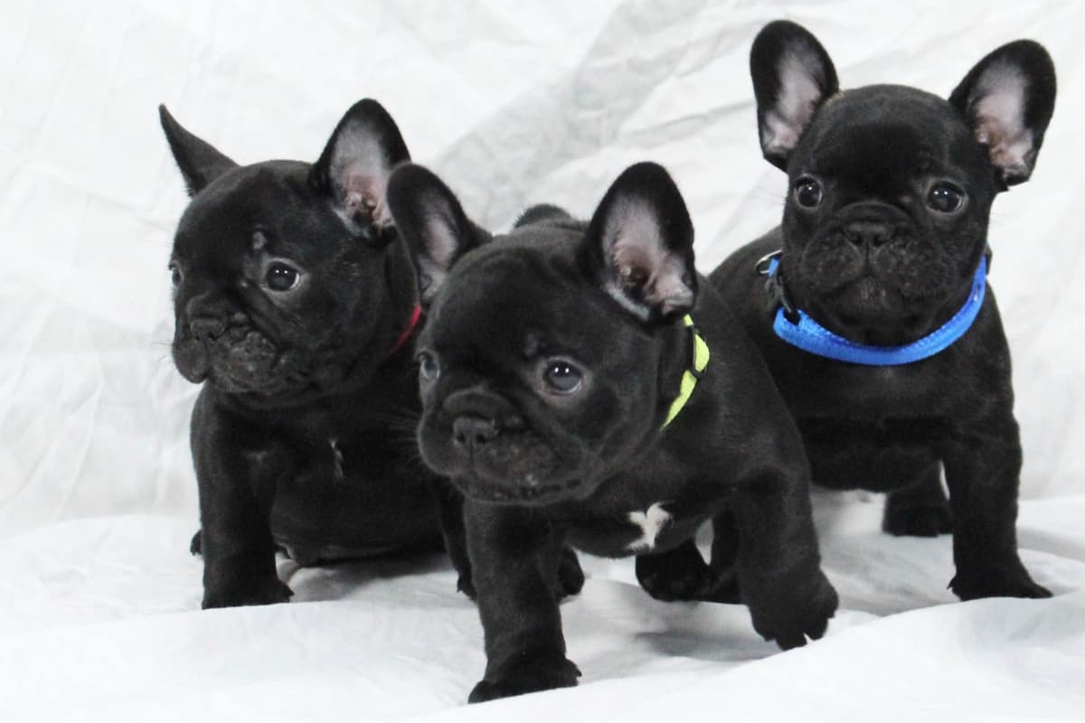 Champion-Bred French Bulldogs – Health Tested & Home Raised breeder image 4