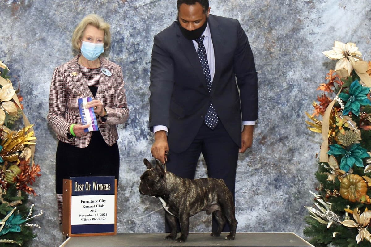 Champion-Bred French Bulldogs – Health Tested & Home Raised breeder image 3
