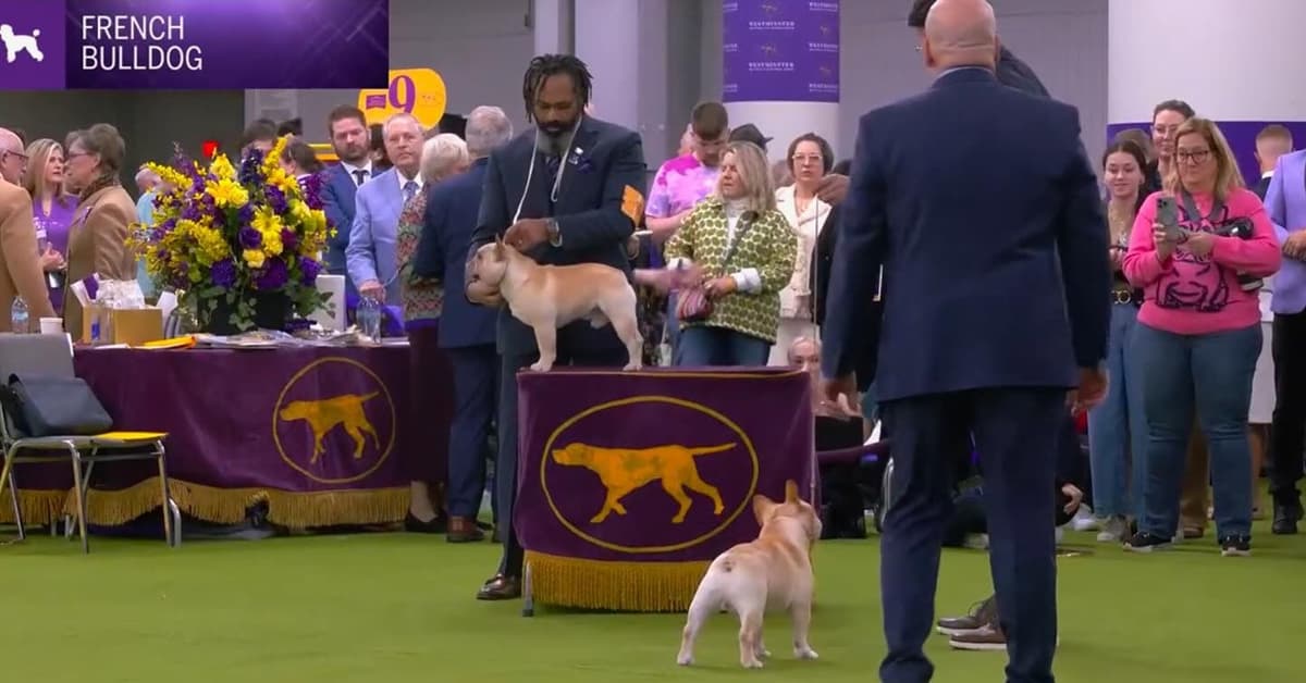 Champion-Bred French Bulldogs – Health Tested & Home Raised breeder image 6
